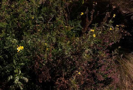 Senecio aetfatensis B. Nord. resmi