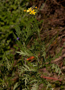 Image of Senecio aetfatensis B. Nord.