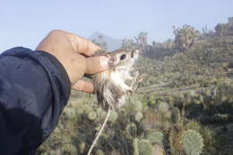 Image of Phillips's kangaroo rat