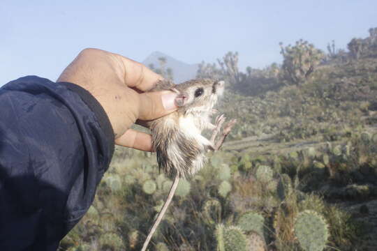 Image of Phillip's Kangaroo Rat