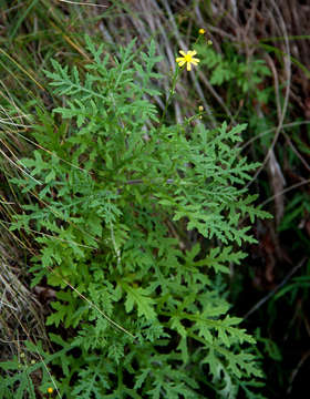 Image of Senecio aetfatensis B. Nord.