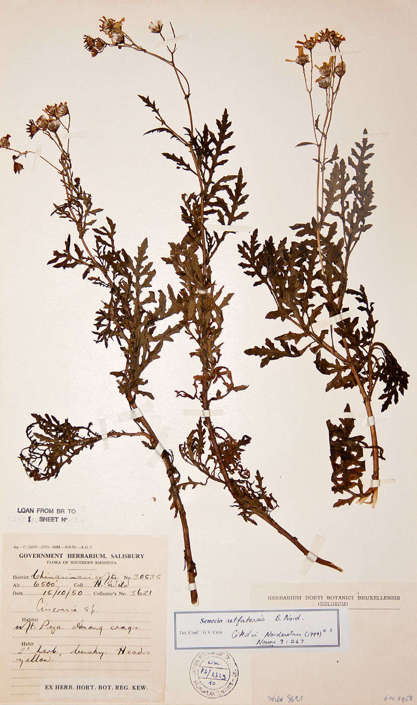 Image of Senecio aetfatensis B. Nord.