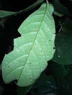 Image of Mountain gardenia