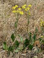 Image of Senecio coronatus (Thunb.) Harv.