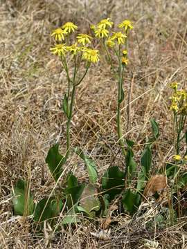 Image of Senecio coronatus (Thunb.) Harv.