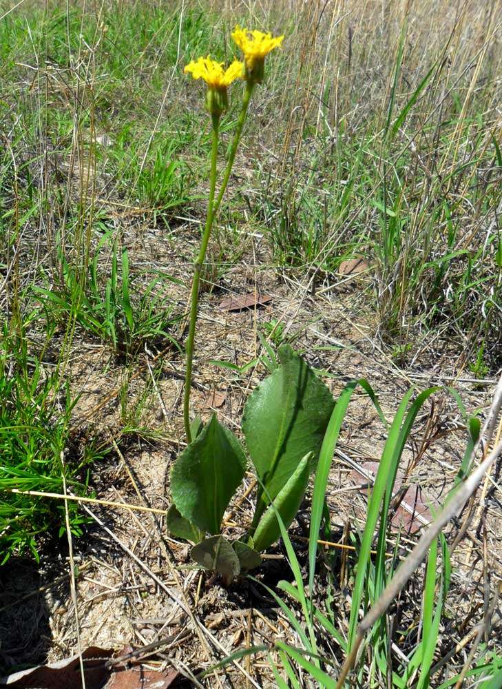 Image of Senecio coronatus (Thunb.) Harv.