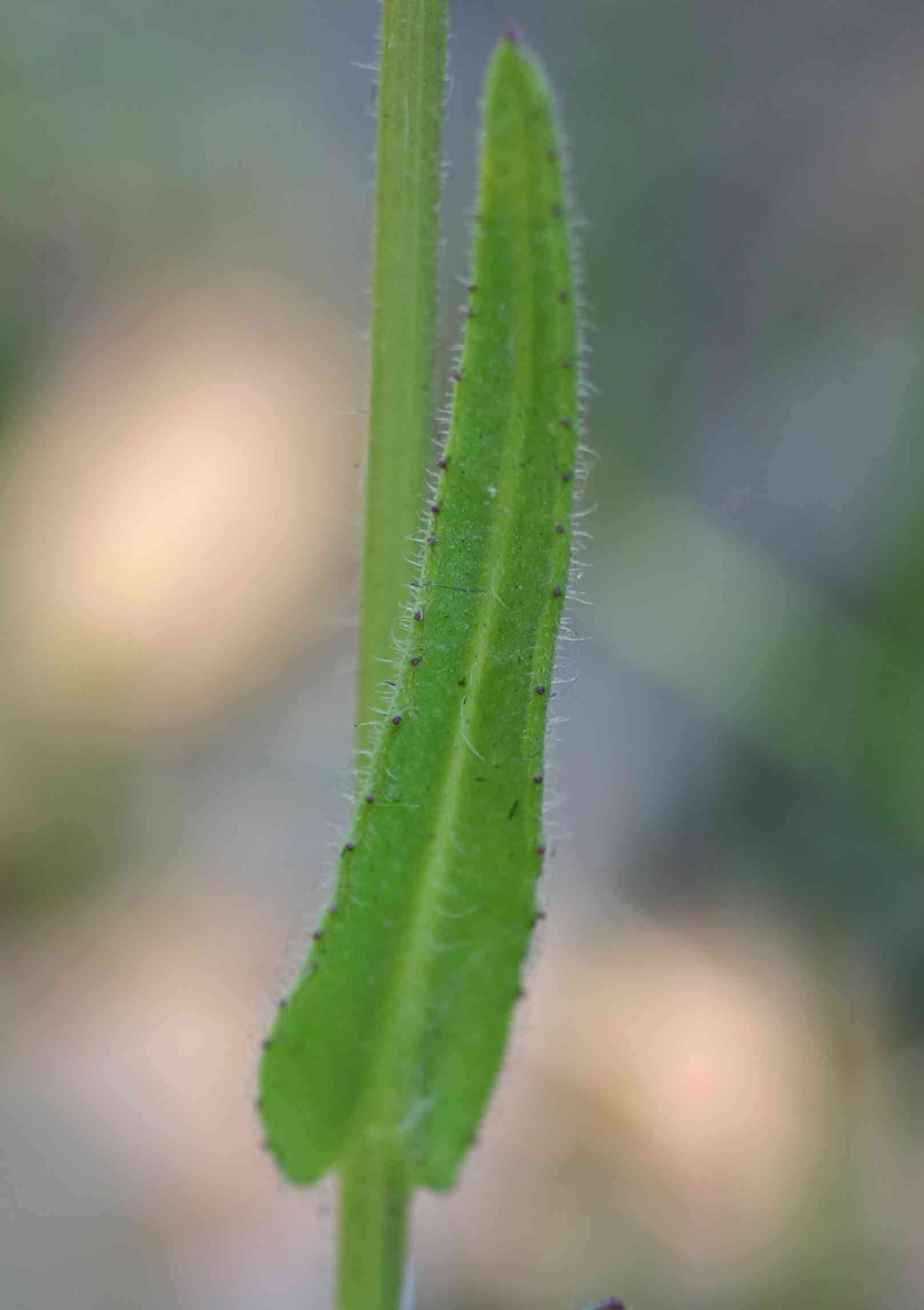 صورة <i>Senecio <i>erubescens</i></i> Aiton var. erubescens