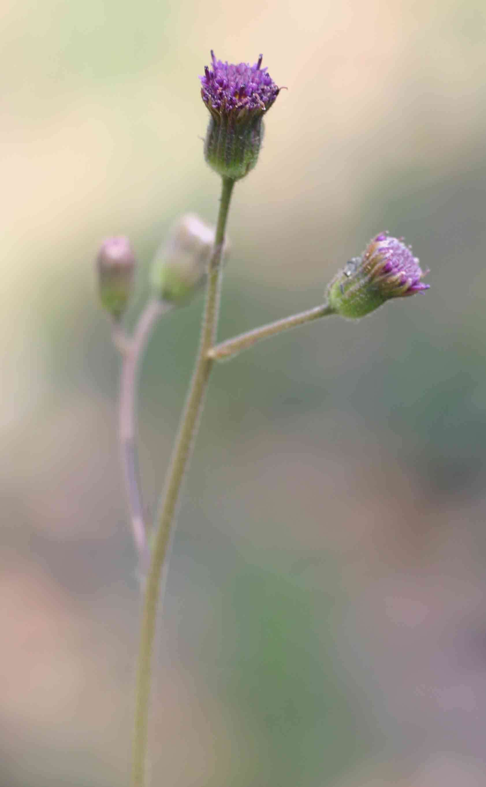 صورة <i>Senecio <i>erubescens</i></i> Aiton var. erubescens