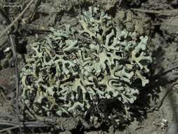 Image of Wyoming xanthoparmelia lichen