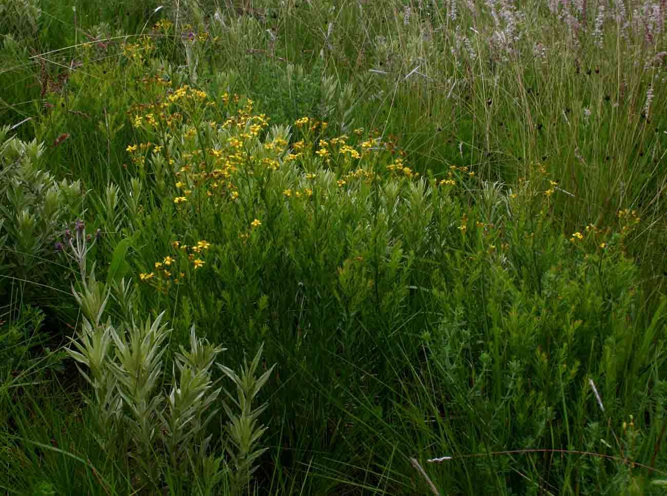 صورة <i>Senecio gazensis</i>