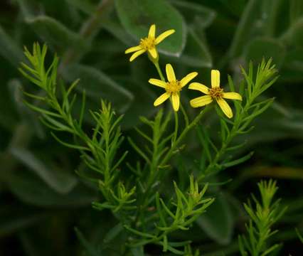 Image of <i>Senecio gazensis</i>