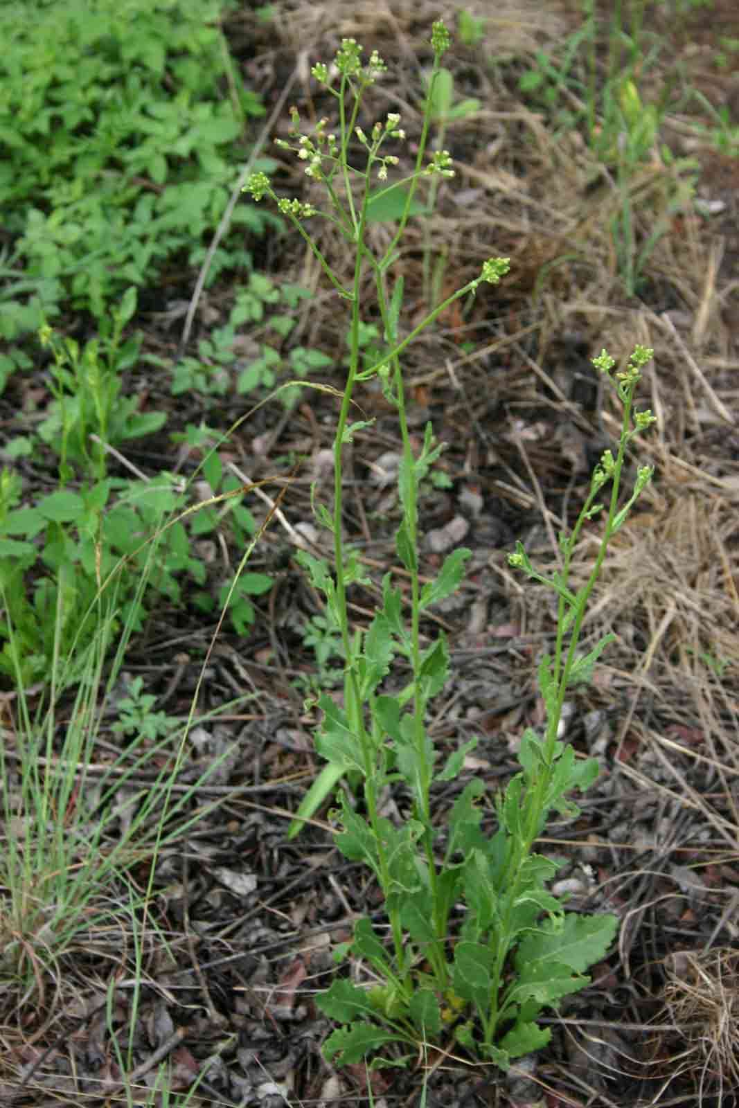 Plancia ëd Senecio hochstetteri Sch. Bip. ex Hochst.