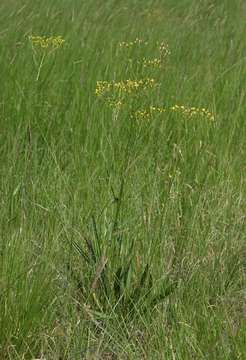 Image of Senecio inornatus DC.