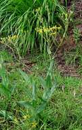 Image of Noxious ragwort