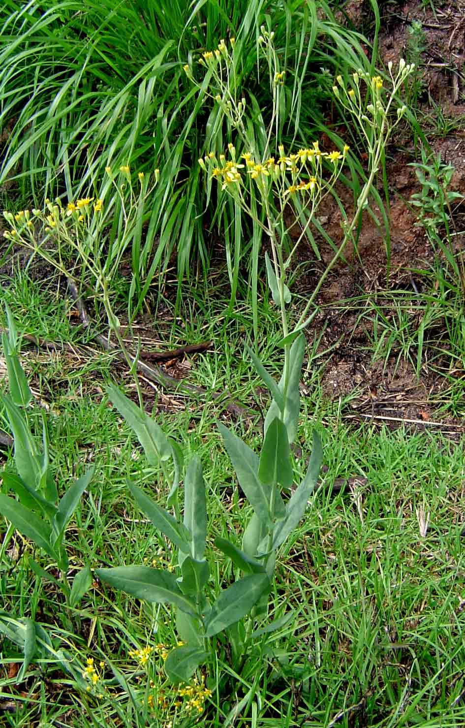 Image of Noxious ragwort