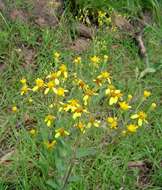 Image of Noxious ragwort