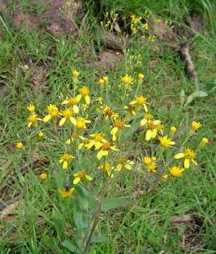 Image of Noxious ragwort