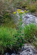 Image of Senecio oxyriifolius subsp. milanjianus (Moore) G. D. Rowley