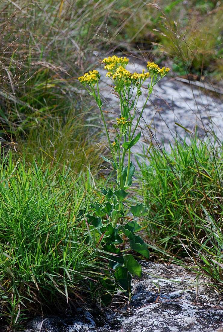 Plancia ëd Senecio oxyriifolius subsp. milanjianus (Moore) G. D. Rowley