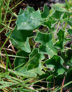 Image of Senecio oxyriifolius subsp. milanjianus (Moore) G. D. Rowley