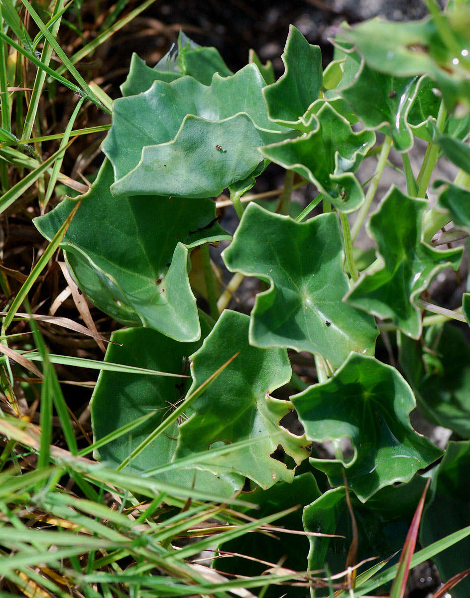 Plancia ëd Senecio oxyriifolius subsp. milanjianus (Moore) G. D. Rowley