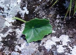 Plancia ëd Senecio oxyriifolius subsp. milanjianus (Moore) G. D. Rowley