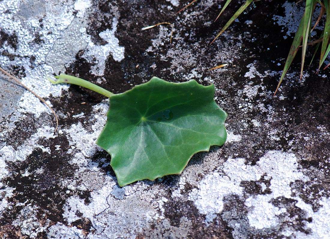Image of Senecio oxyriifolius subsp. milanjianus (Moore) G. D. Rowley