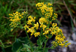 Plancia ëd Senecio oxyriifolius subsp. milanjianus (Moore) G. D. Rowley