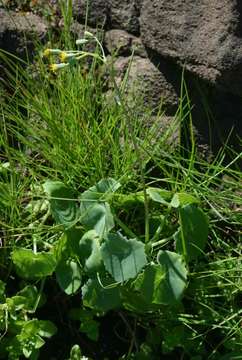 Plancia ëd Senecio oxyriifolius DC.