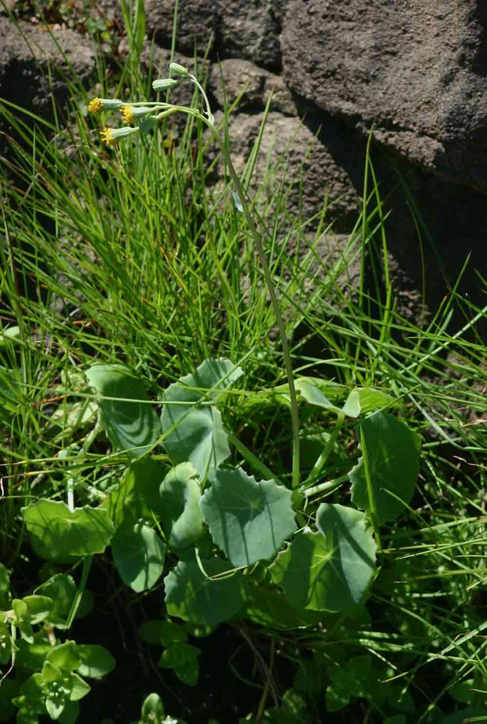 Imagem de Senecio oxyriifolius DC.