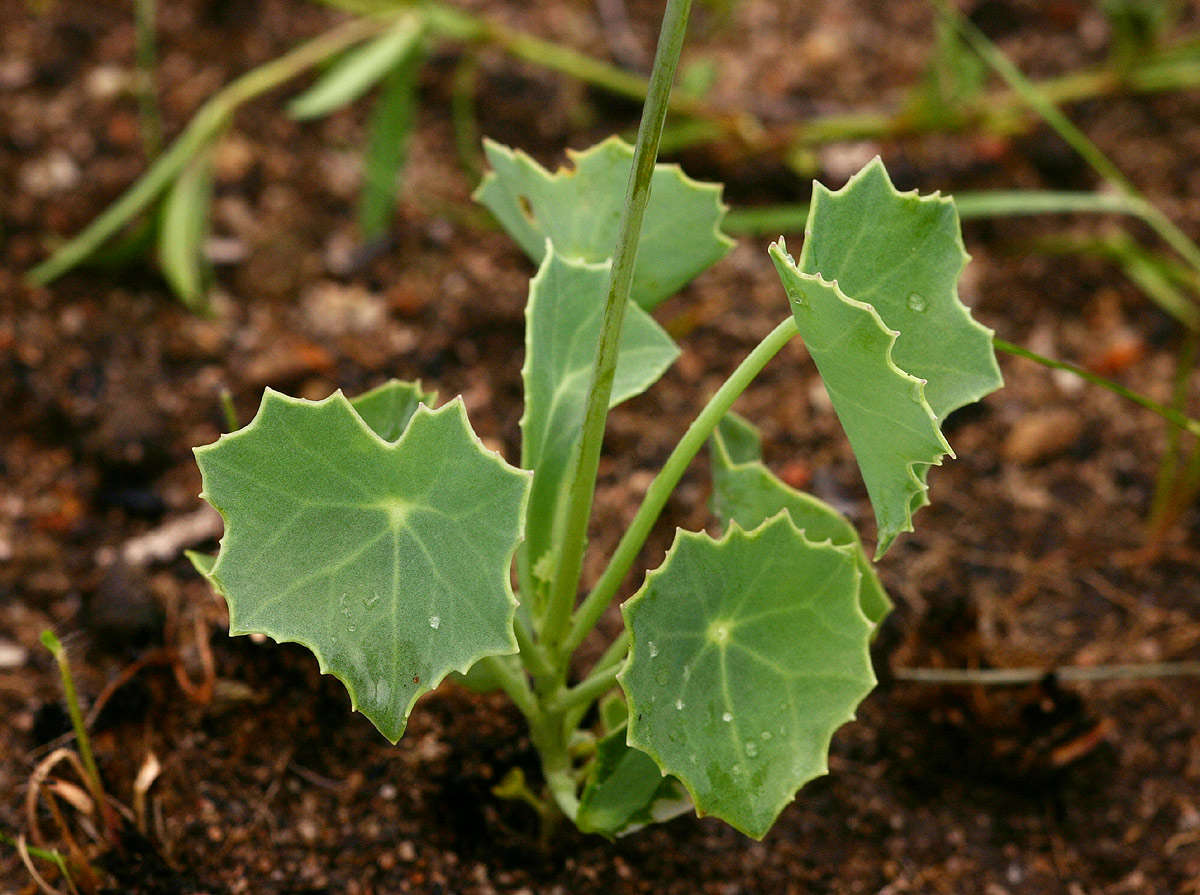 Plancia ëd Senecio oxyriifolius DC.