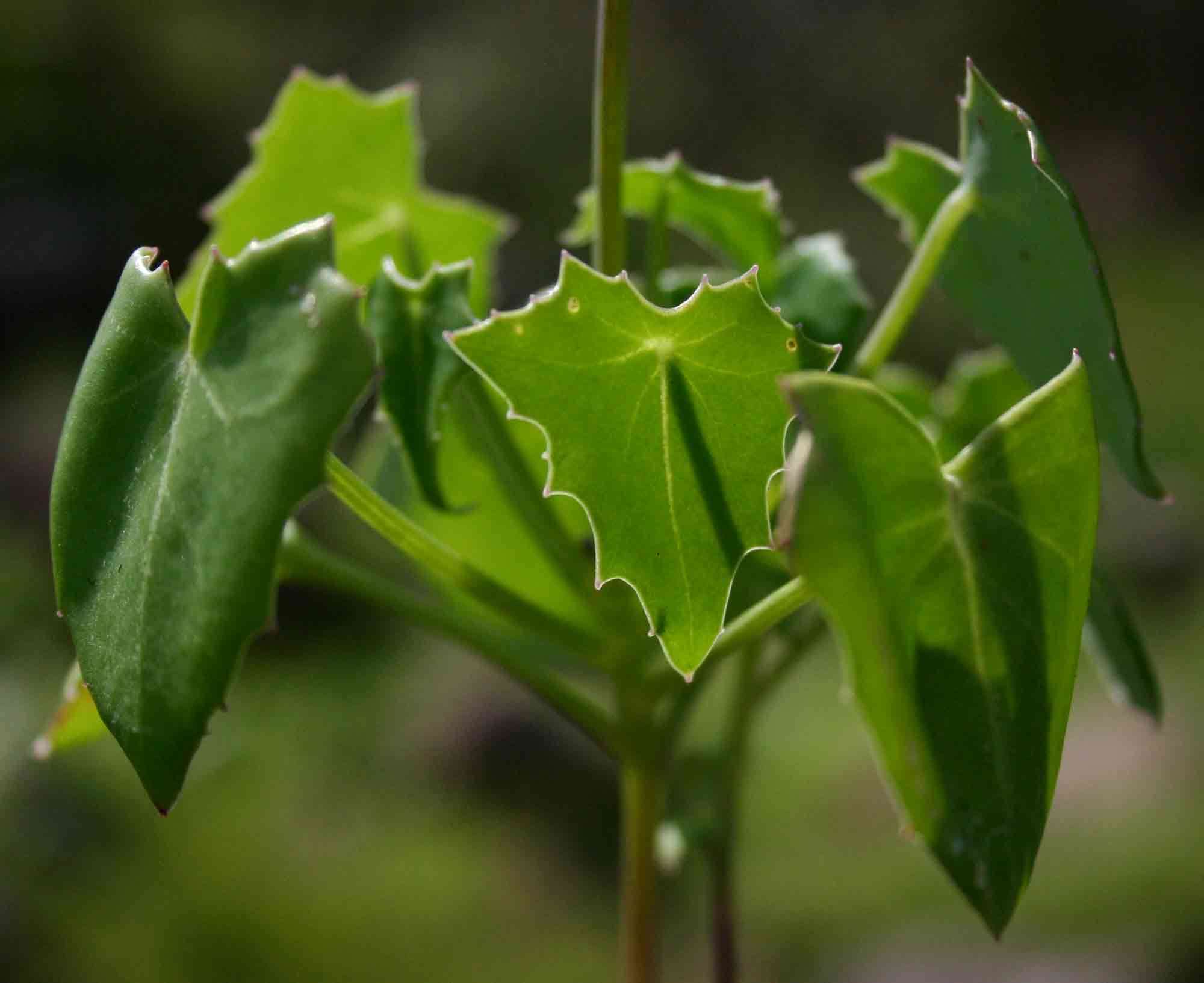 Plancia ëd Senecio oxyriifolius DC.