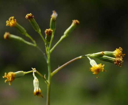 Plancia ëd Senecio oxyriifolius DC.