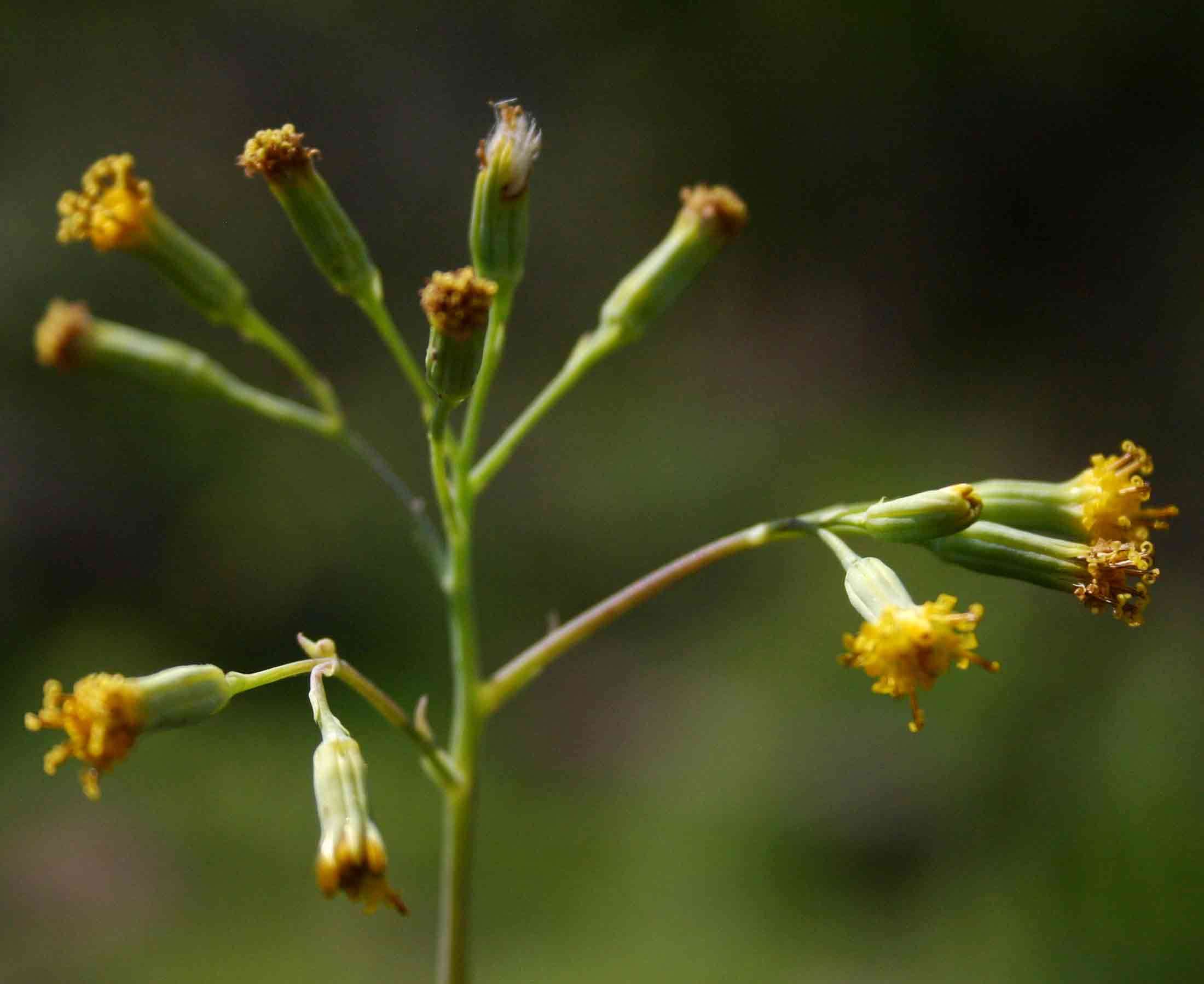 Plancia ëd Senecio oxyriifolius DC.