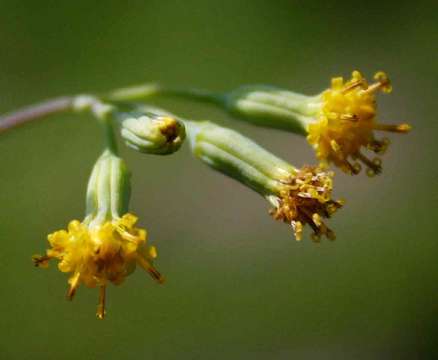 Plancia ëd Senecio oxyriifolius DC.