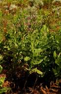 Image of Senecio purpureus L.