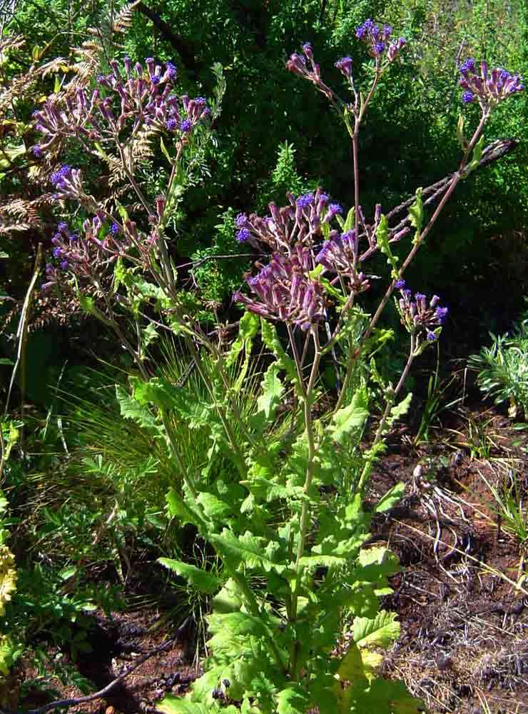 Plancia ëd Senecio purpureus L.