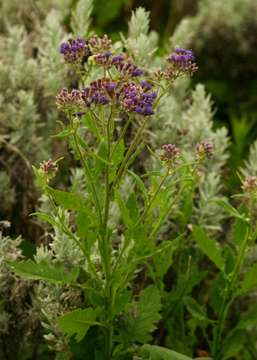 Image of Senecio purpureus L.