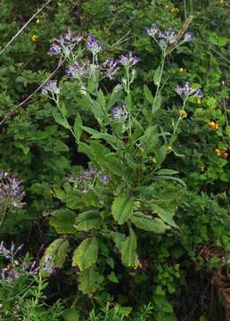 Plancia ëd Senecio purpureus L.