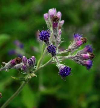 Plancia ëd Senecio purpureus L.