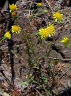 Image of Senecio randii S. Moore