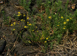 صورة Senecio randii S. Moore