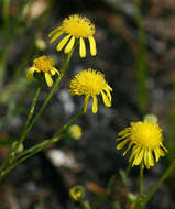 صورة Senecio randii S. Moore