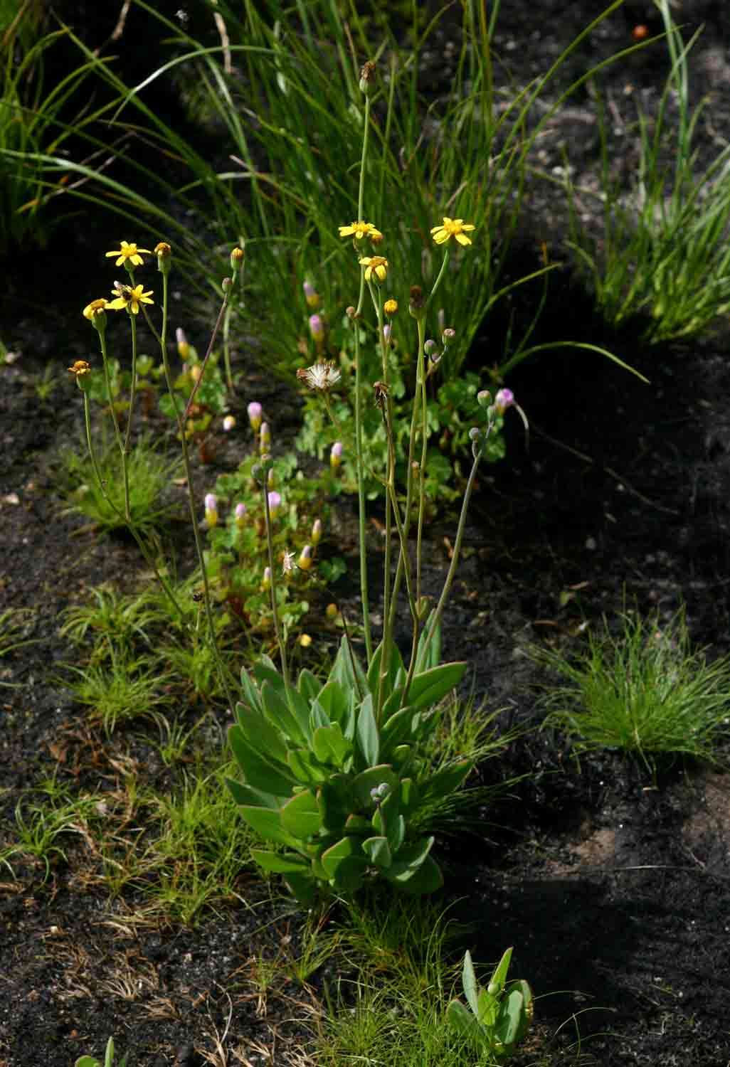 صورة Senecio ruwenzoriensis S. Moore