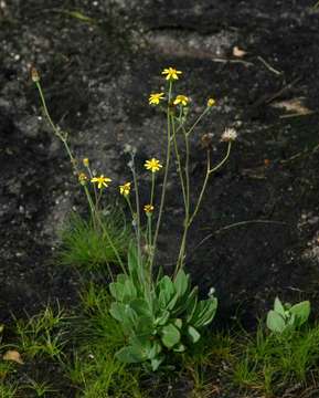 Image of Senecio ruwenzoriensis S. Moore