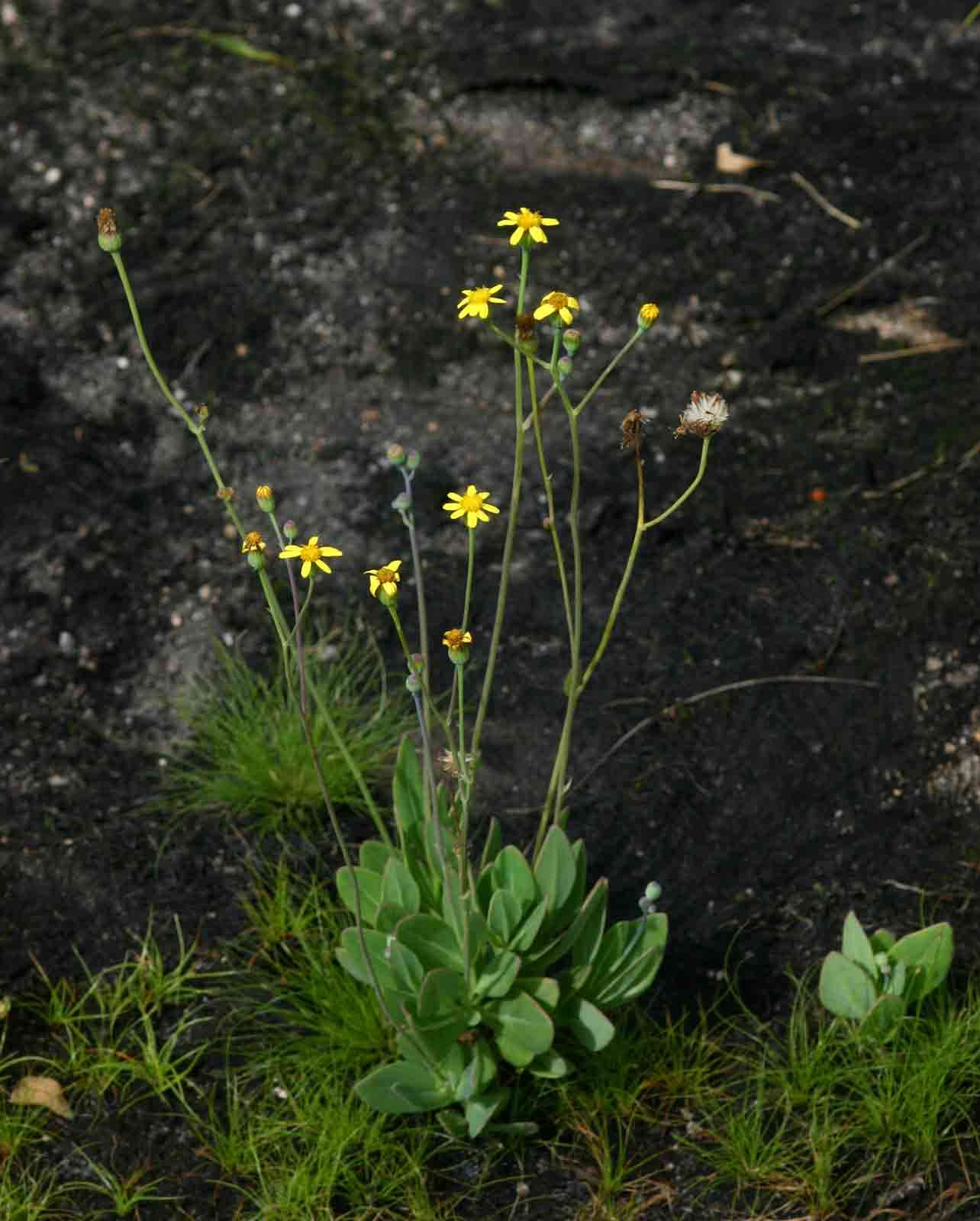 صورة Senecio ruwenzoriensis S. Moore