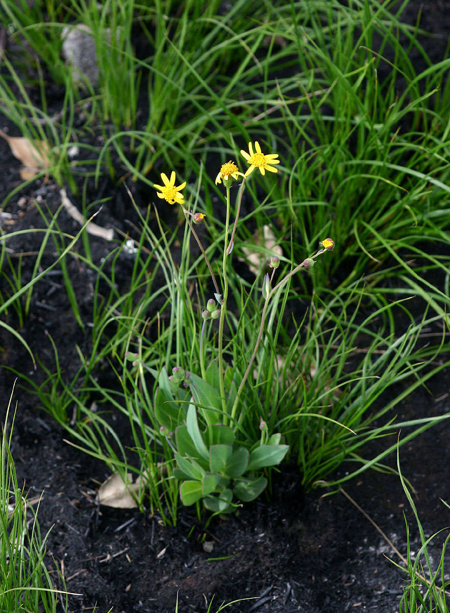 صورة Senecio ruwenzoriensis S. Moore