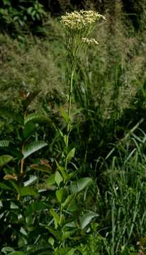 Image of <i>Senecio triactinus</i> S. Moore