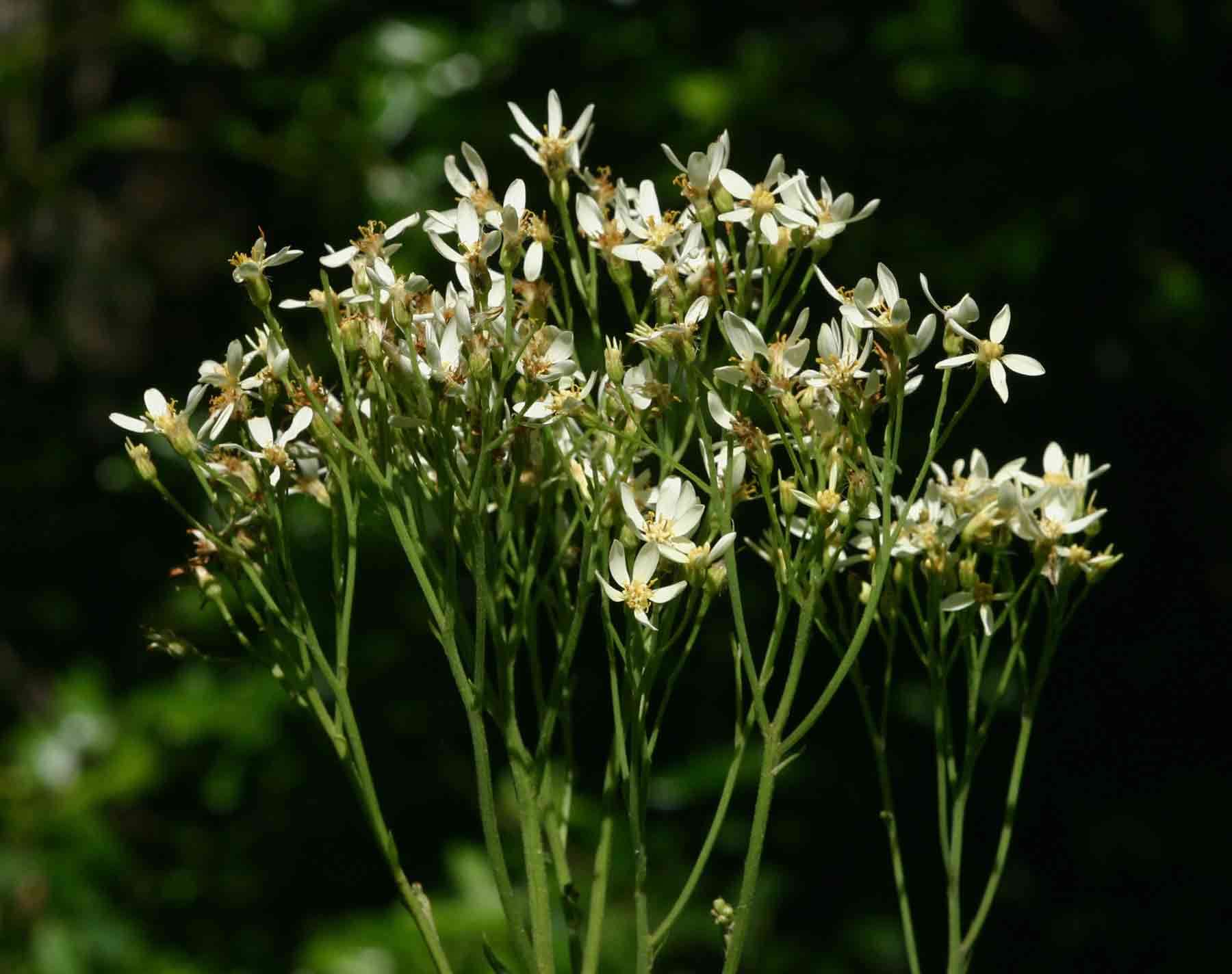 صورة <i>Senecio triactinus</i> S. Moore