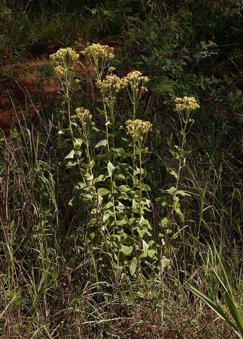 صورة <i>Senecio triactinus</i> S. Moore